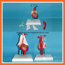 Human Medical Heart with Thymus Anatomy Model